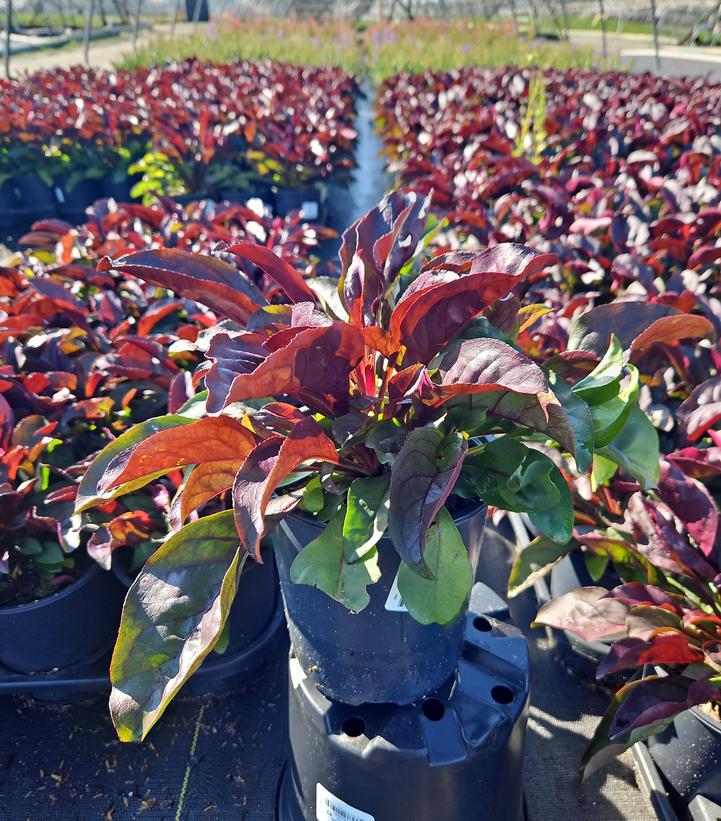Penstemon Dakota™ Burgundy