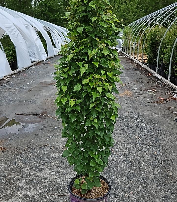 Betula platyphylla Parkland Pillar®