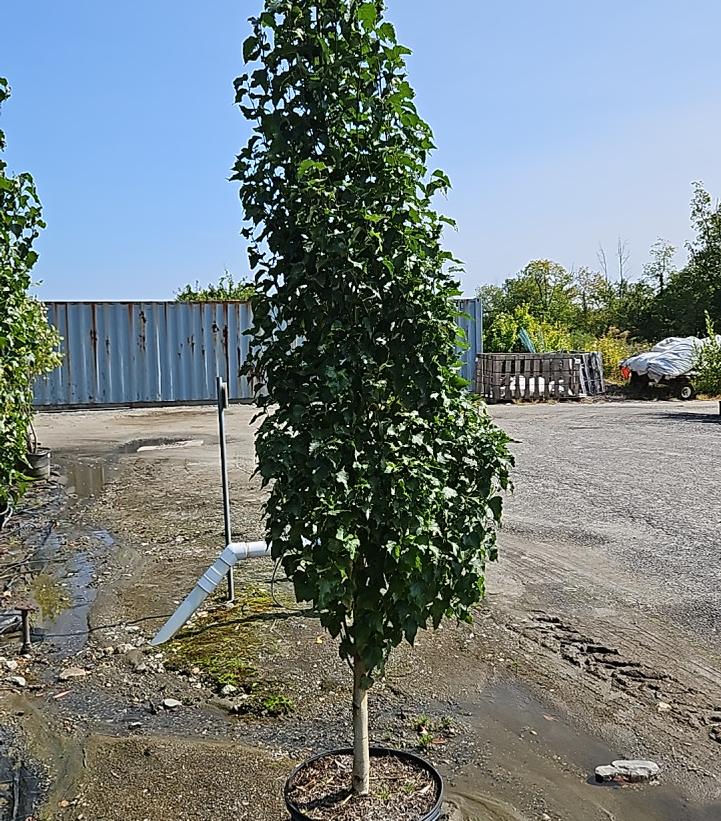 Betula platyphylla Parkland Pillar®