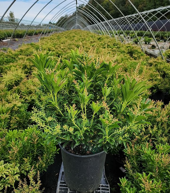 Pieris japonica 'Purity'