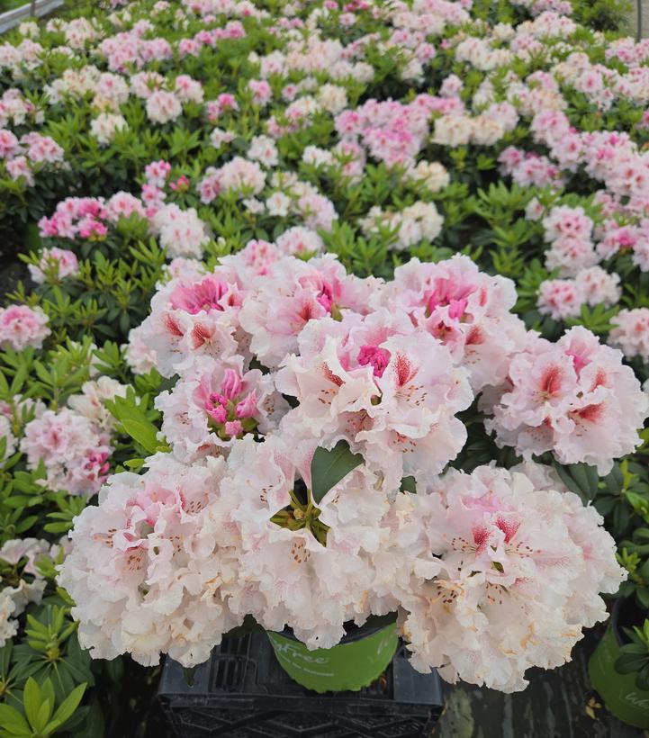 Rhododendron Holden's™ Pink Flare