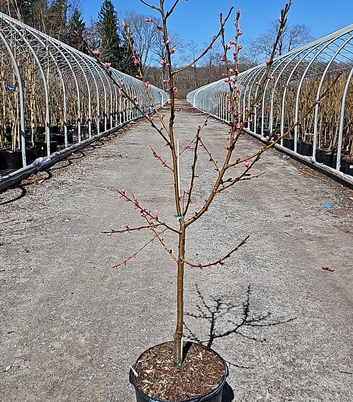 Prunus X 'Glohaven'