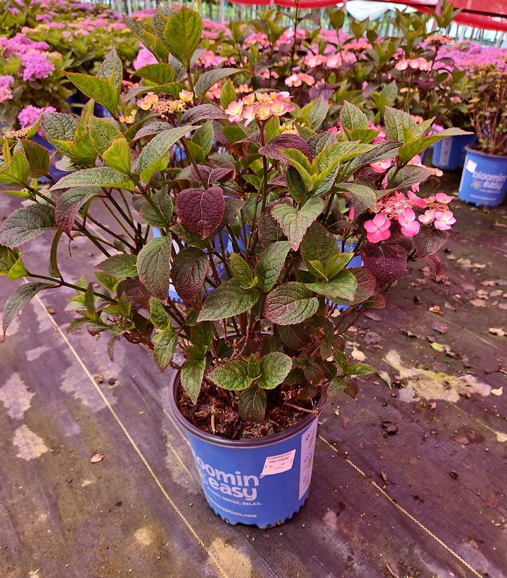 Hydrangea serrata Pink Dynamo™