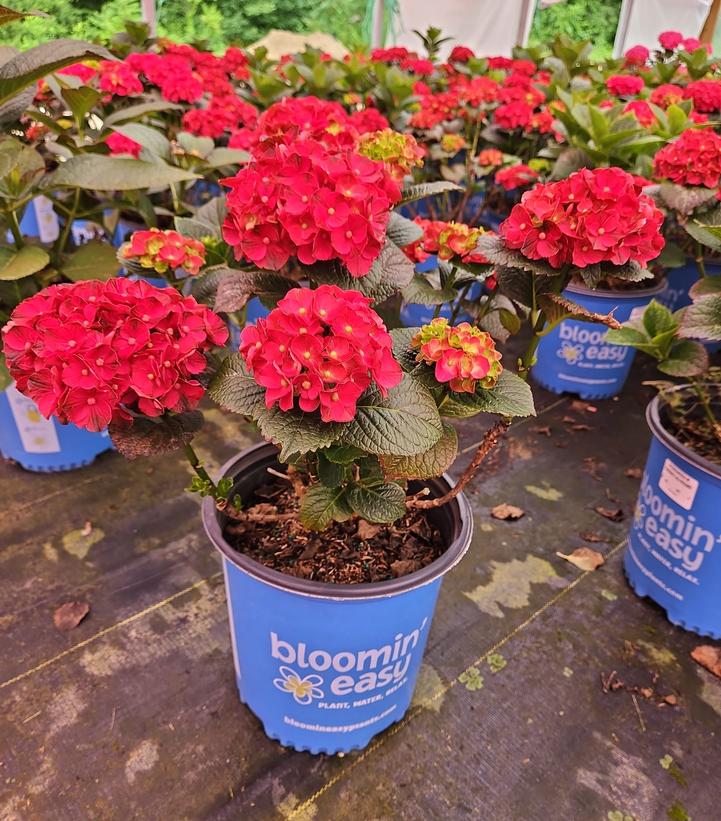 Hydrangea macrophylla Cherry-Go-Round™