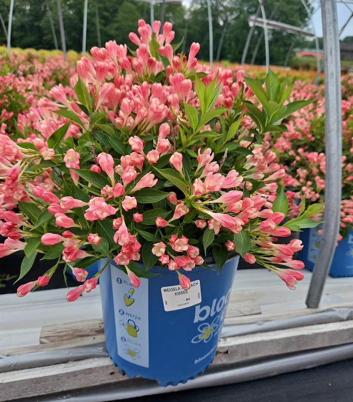 Weigela x Peach Kisses™