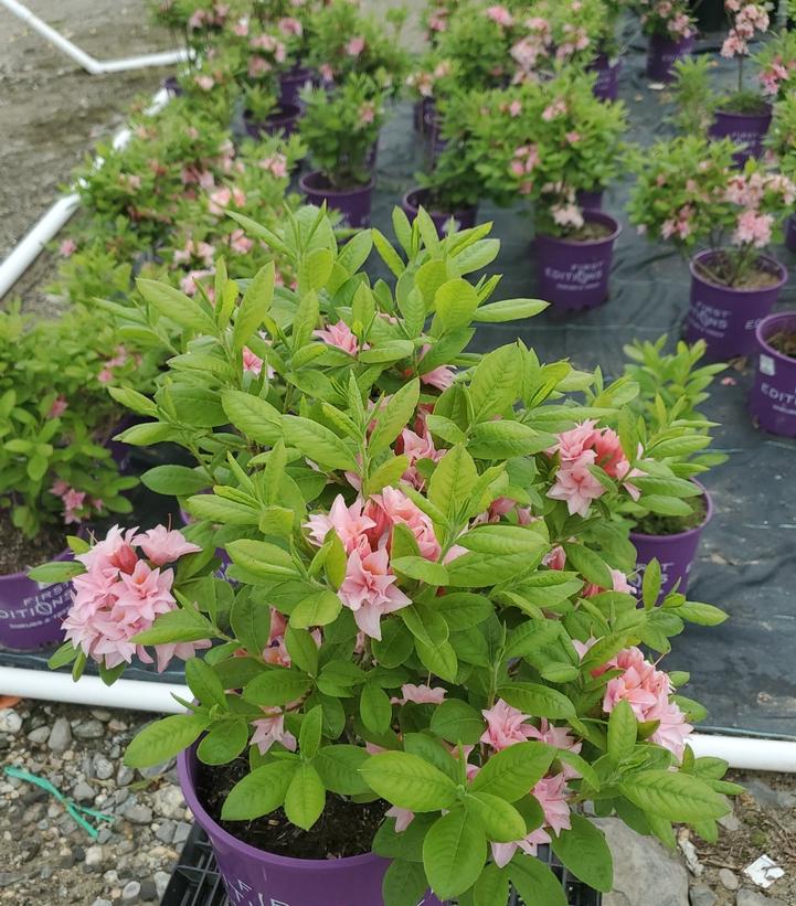 Azalea x Electric Lights™ Double Pink