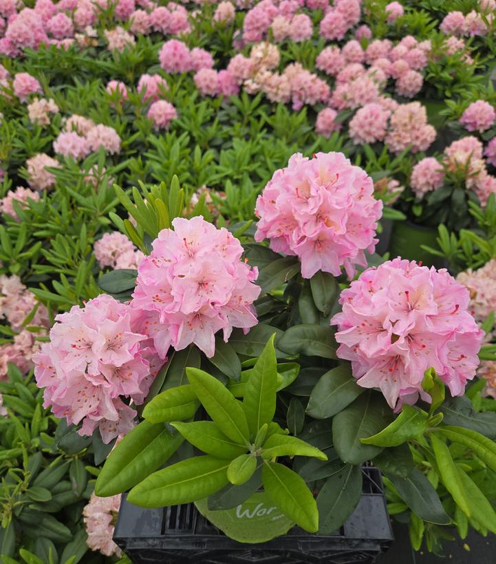 Rhododendron Holden's™ Pink