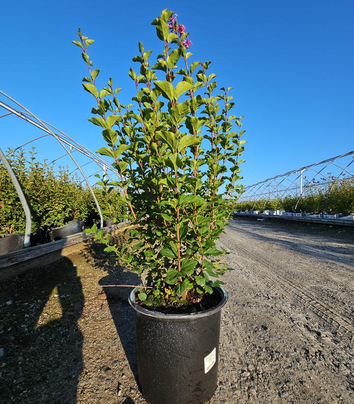 Syringa meyeri Flowerfesta® Purple