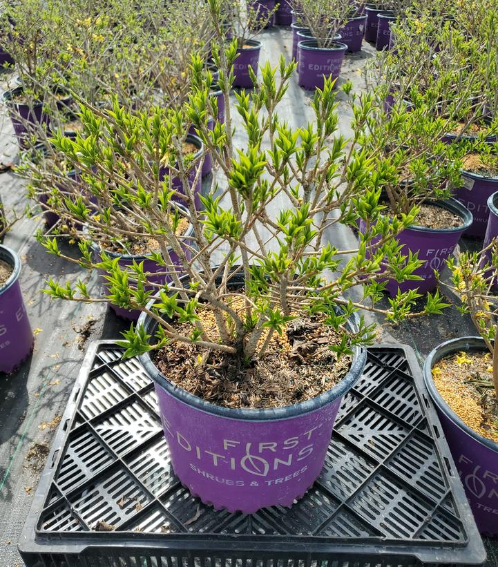 Forsythia Spring Fling®