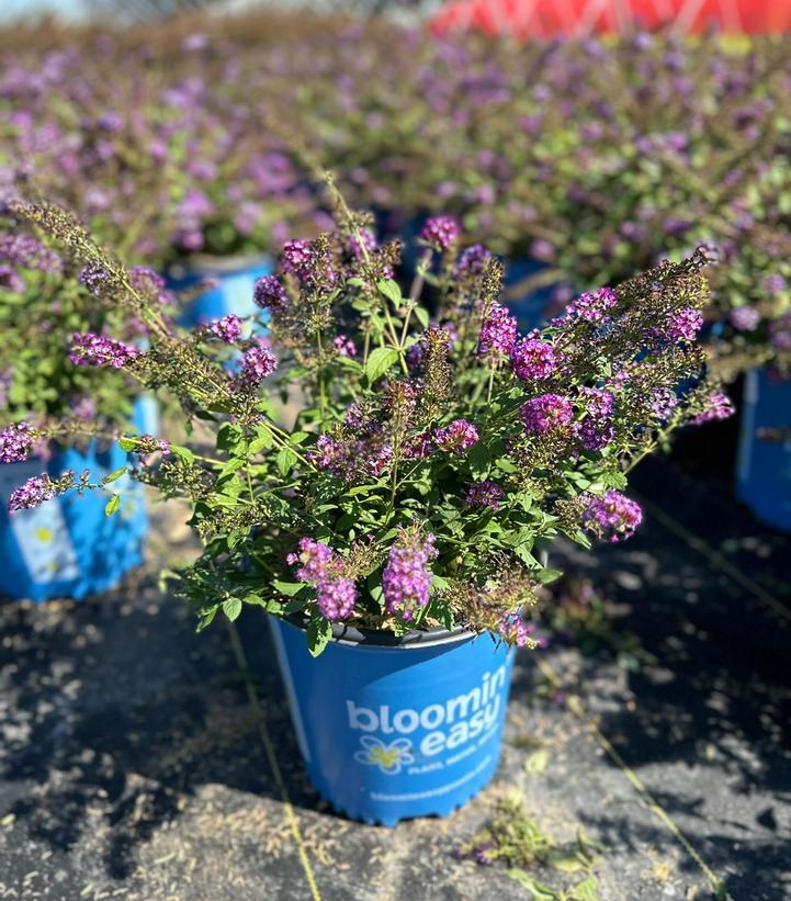Buddleia x Blueberry Pie™