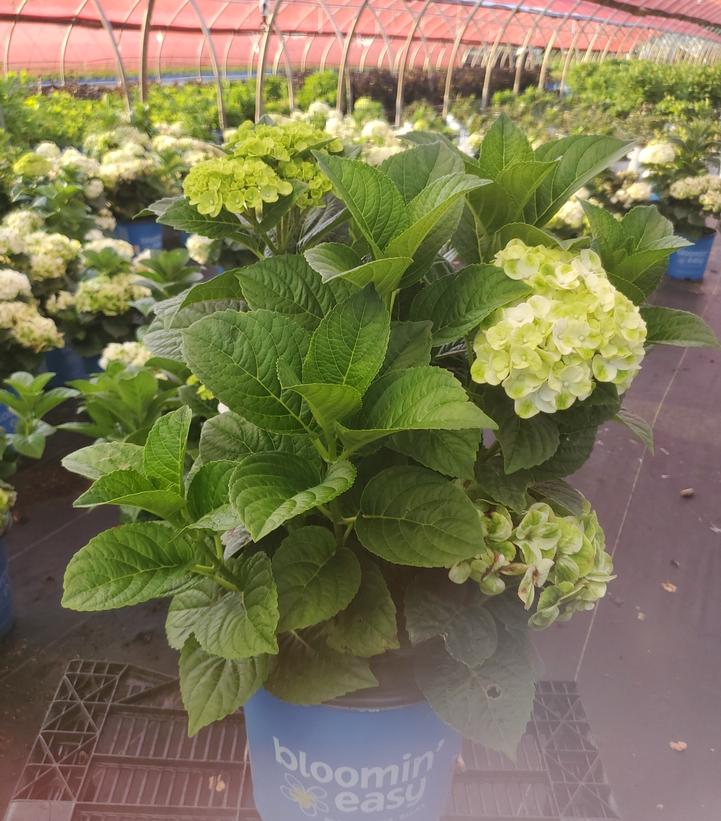 Hydrangea macrophylla Grin and Tonic™
