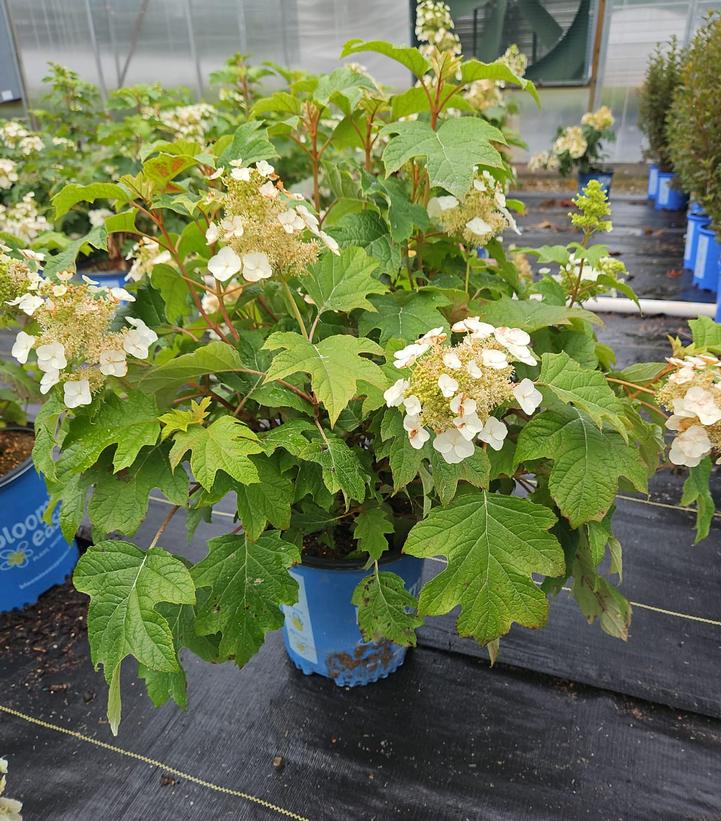 Hydrangea quercifolia Toy Soldier™