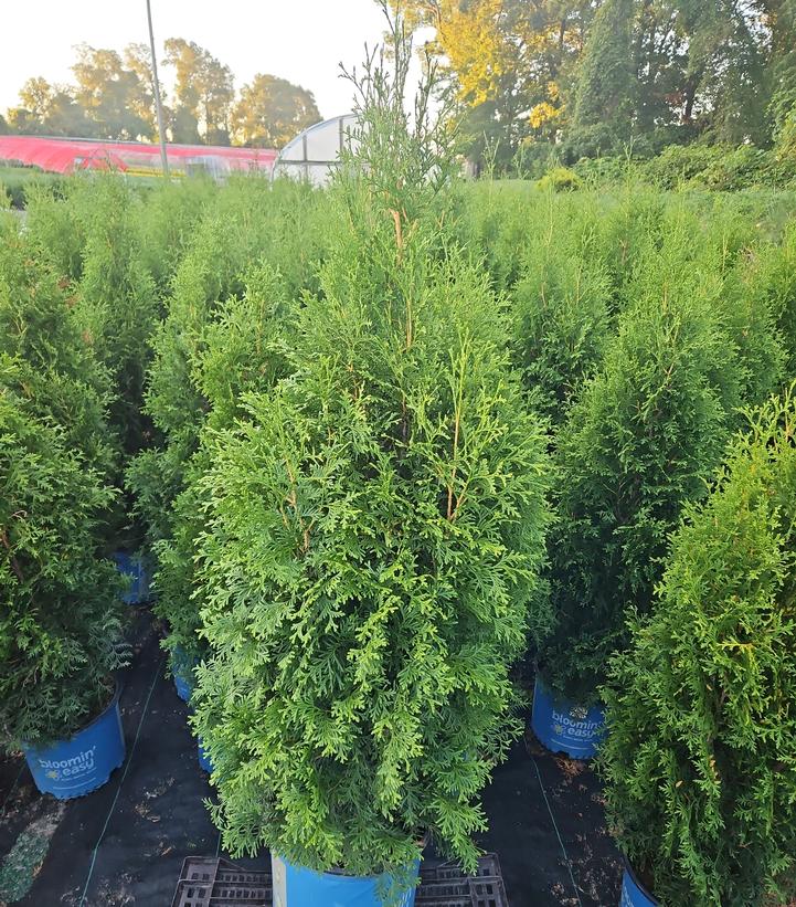 Thuja occidentalis Private Jet™