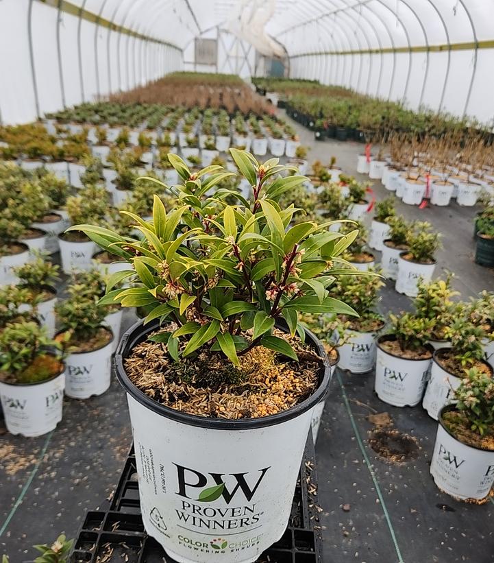 Sarcococca hookeriana Sweet & Lo™