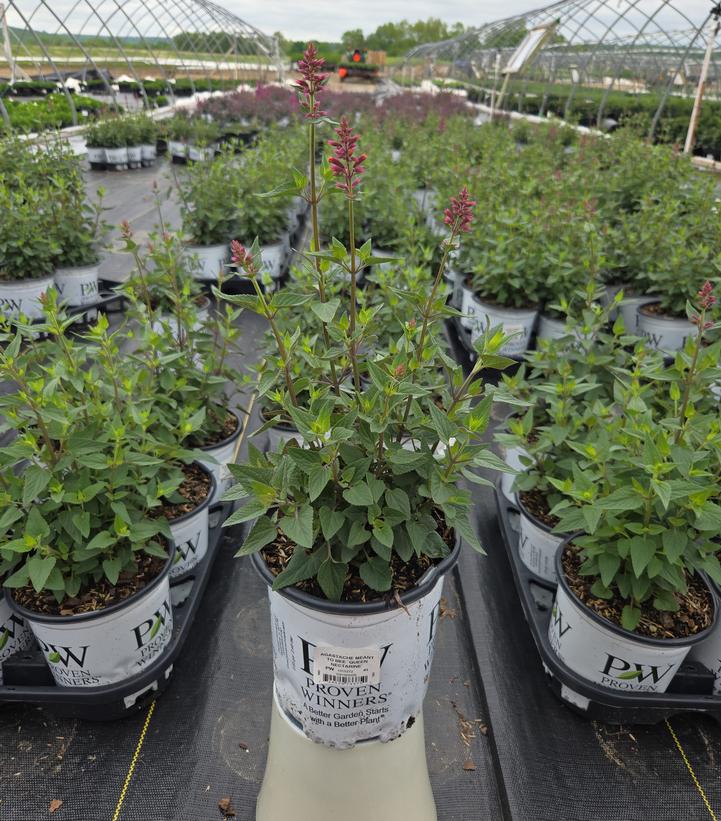 Agastache x Meant to Bee™ 'Queen Nectarine'