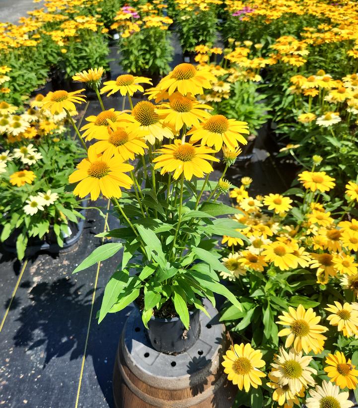 Echinacea x 'Sunmagic Vintage Mango'