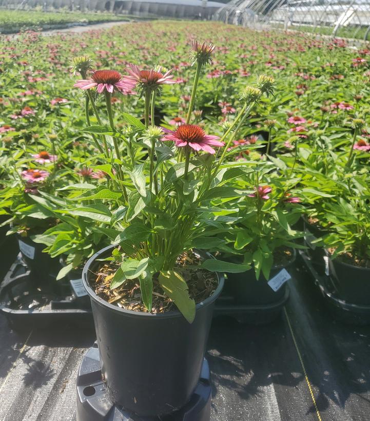 Echinacea x Sunmagic® 'Vintage Pink'