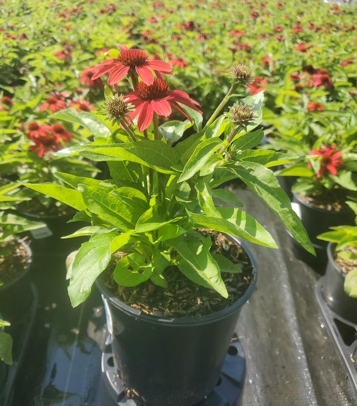 Echinacea x 'Sunmagic Vintage Ruby'