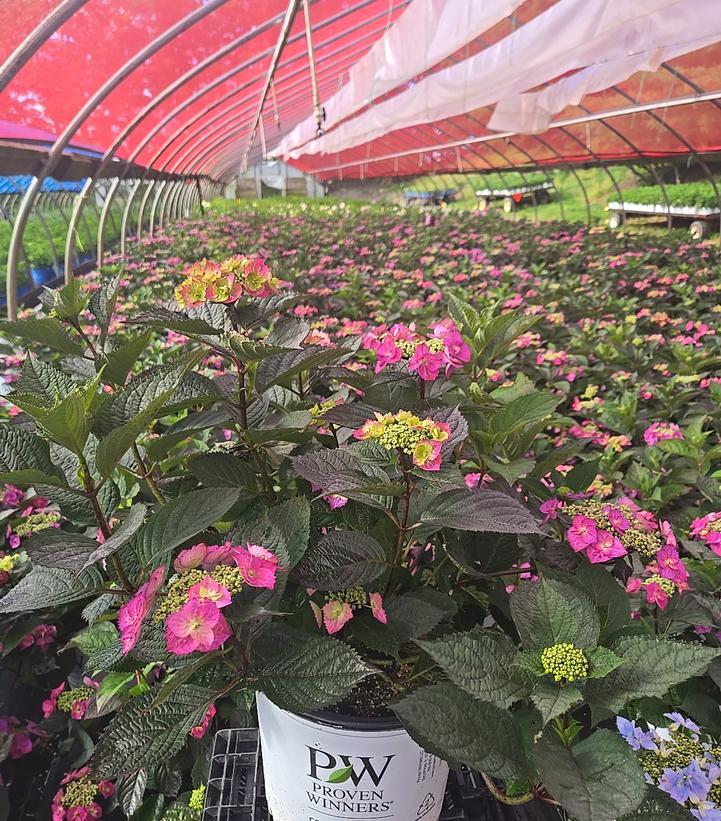 Hydrangea serrata Tuff Stuff Top Fun™