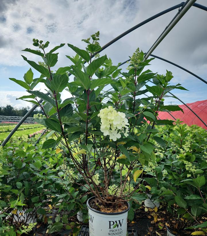 Hydrangea paniculata Pinky Winky Prime™