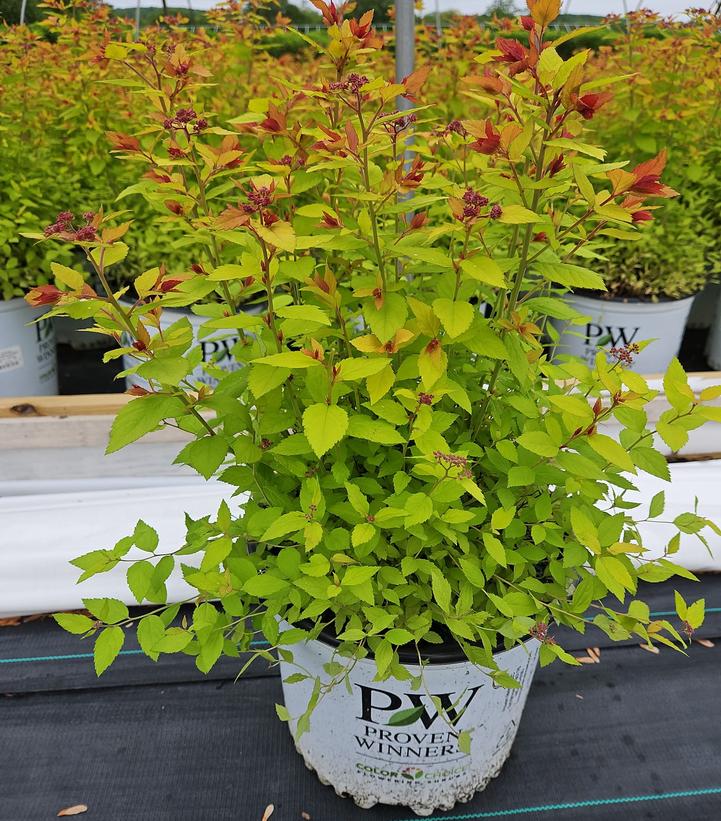 Spiraea x Double Play® Dolly™