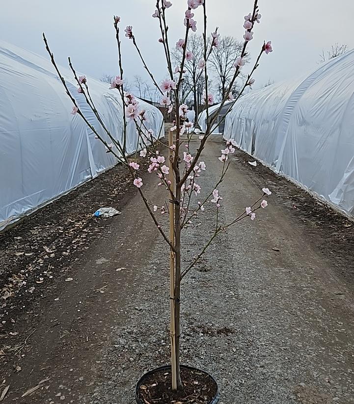 Prunus x 'Firebright'