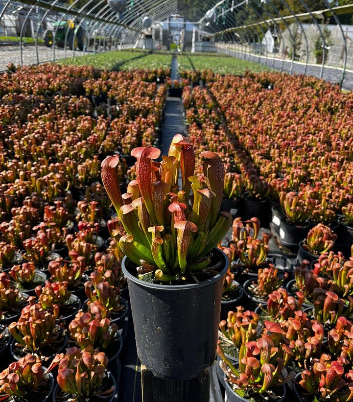 Sarracenia 'Bug Bat'