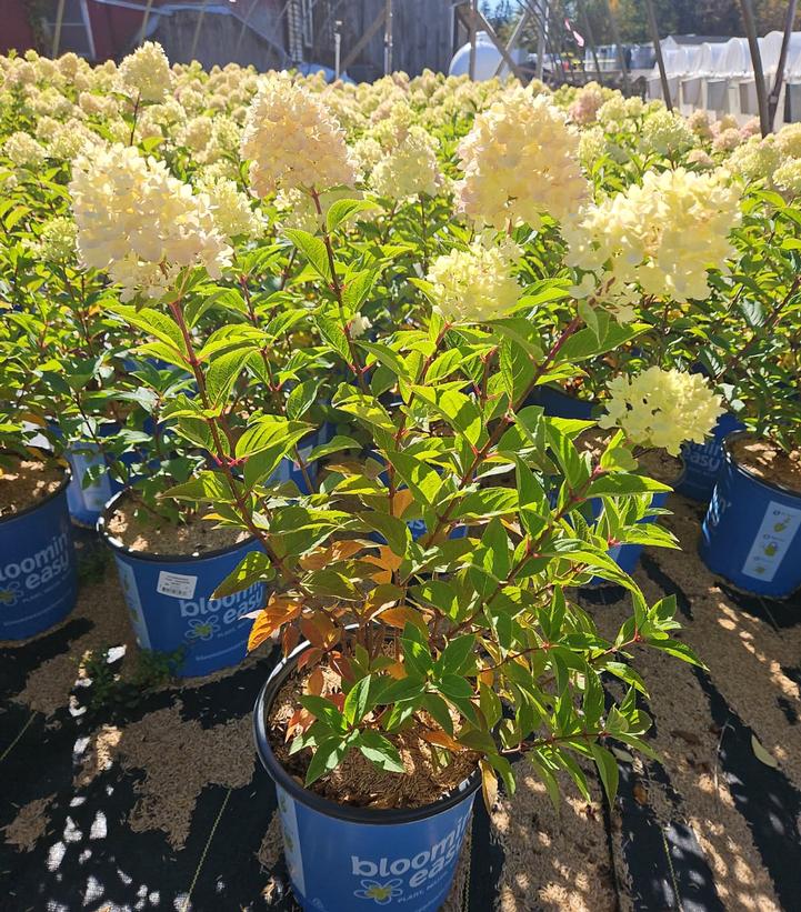 Hydrangea paniculata Dragon Baby™