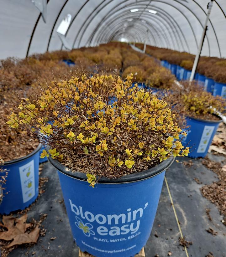 Spiraea japonica Poprocks® Pineapple