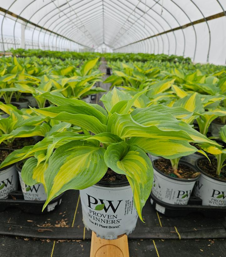 Hosta SHADOWLAND® 'Love Story'