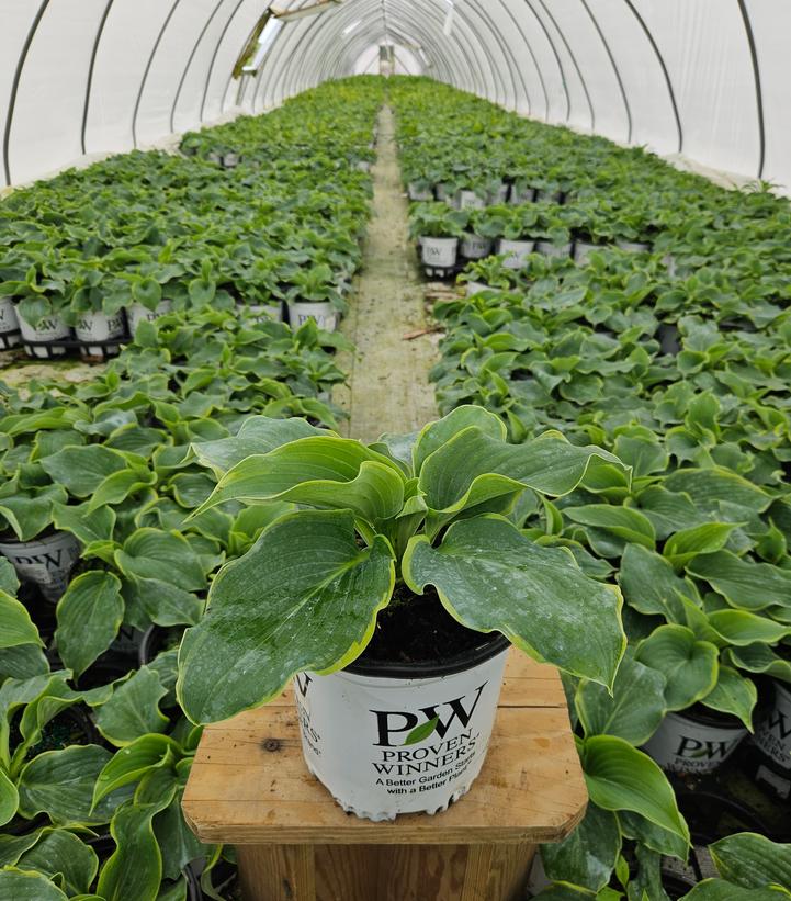 Hosta x Shadowland® 'Gigantosaurus'