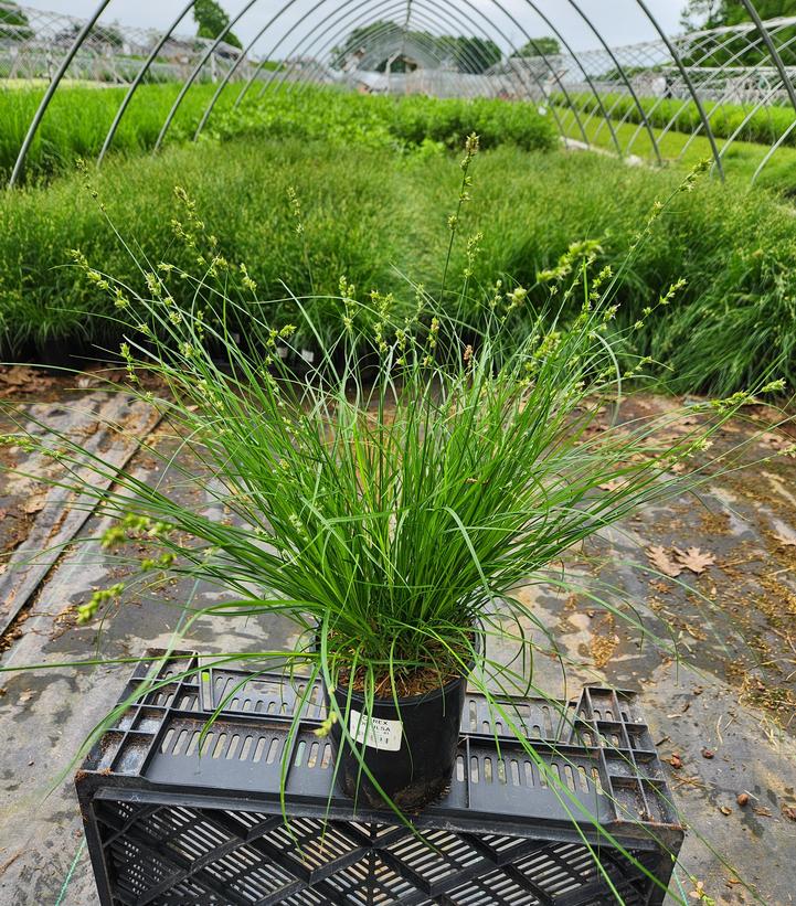 Carex divulsa 