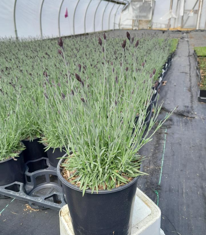 Dianthus gratianopolitanus 'Bath's Pink'