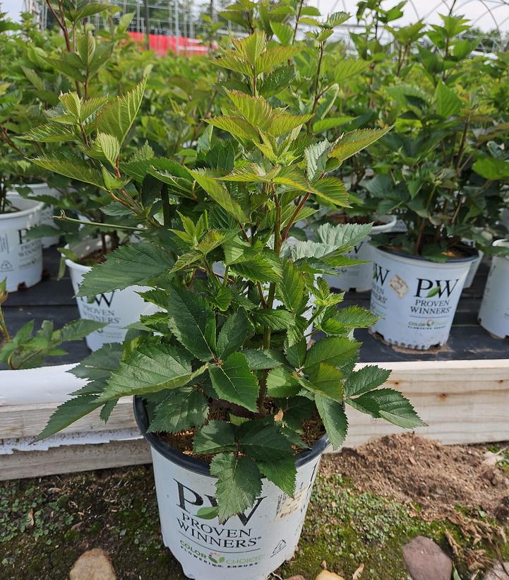 Rubus x Taste of Heaven™