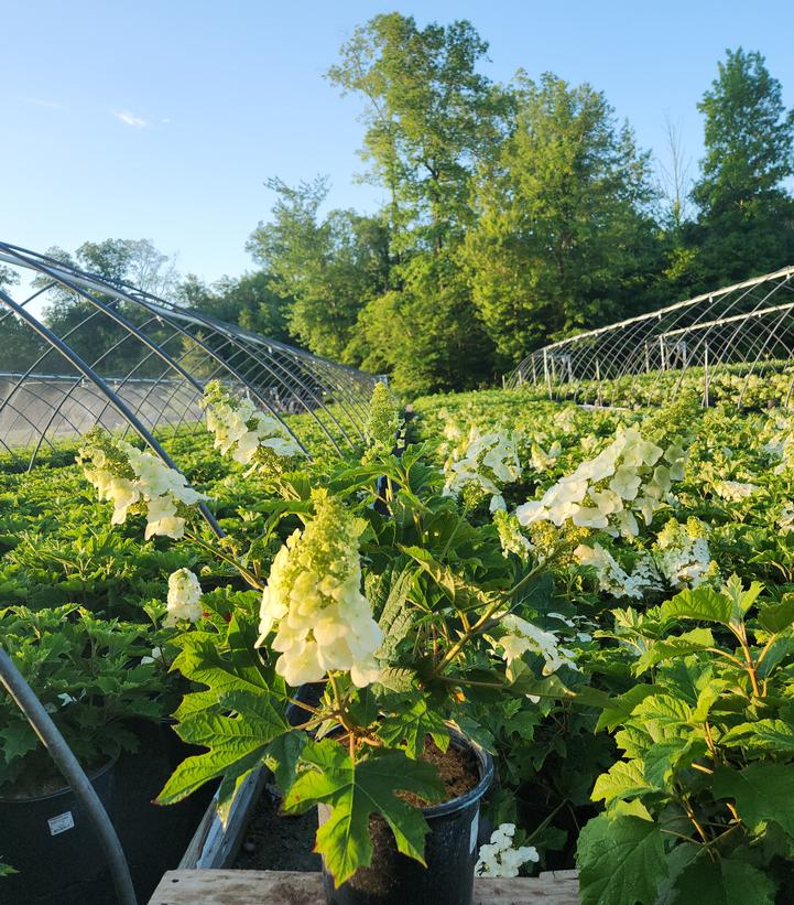 Hydrangea quercifolia 'Ruby Slippers'