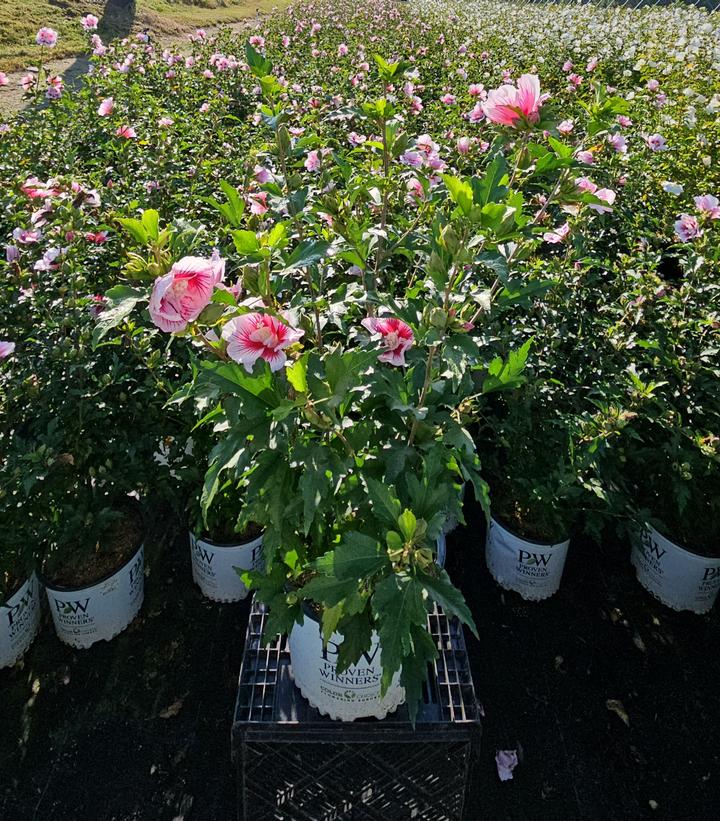 Hibiscus syriacus Starblast Chiffon™