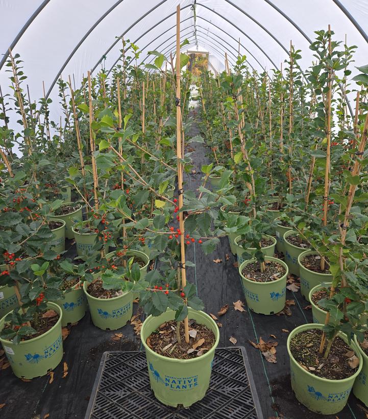 Ilex opaca 'Satyr Hill'