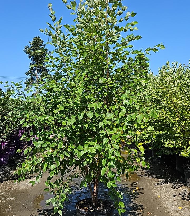 Betula nigra 