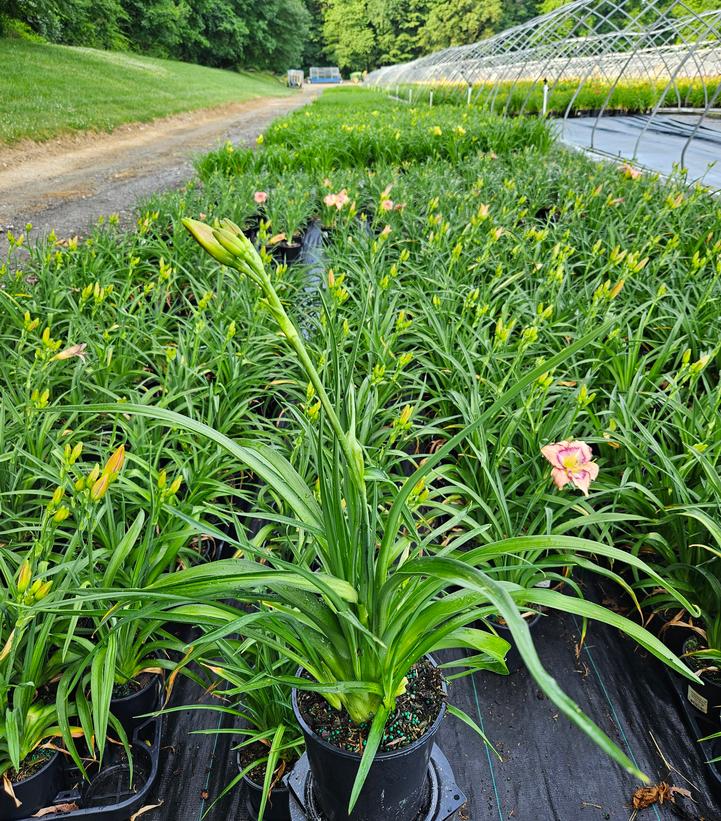 Hemerocallis 'Handwriting on the Wall'