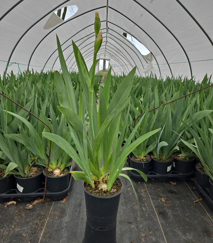 Iris germanica 'Renown'