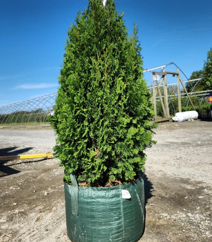 Thuja occidentalis 'DeGroot's Spire'
