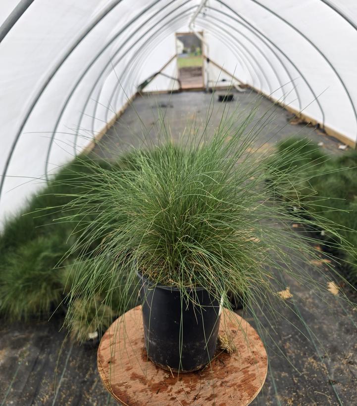 Festuca sp. Eilers Beauty™ 