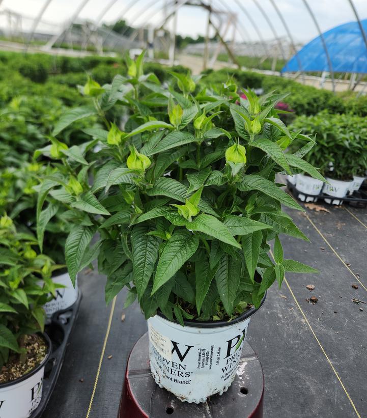 Monarda hybrid 'Leading Lady Pink'