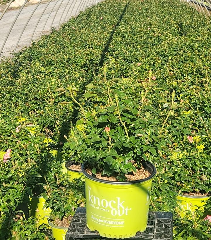 Rosa Orange Glow™ Knock Out®