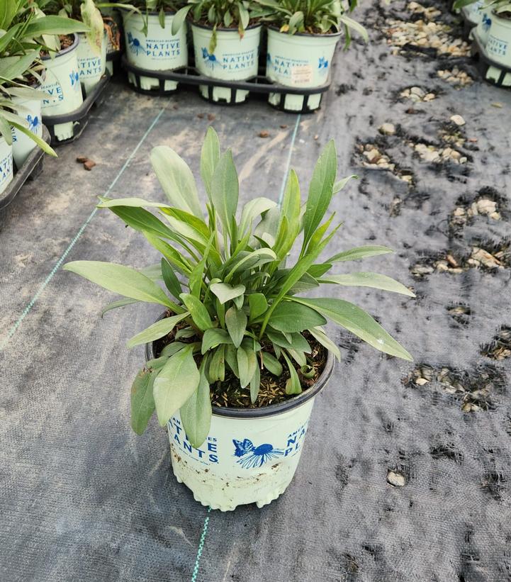 Solidago sempervirens 