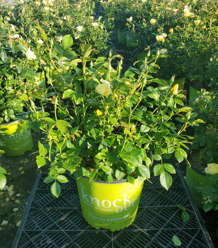 Rosa Easy Bee-zy™ Knock Out®