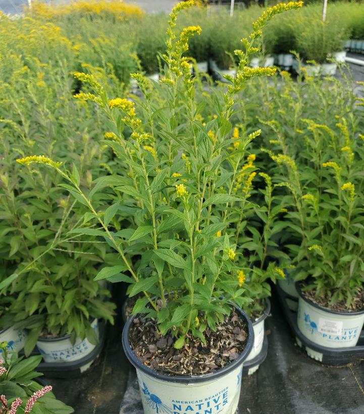 Solidago rugosa 'Fireworks'