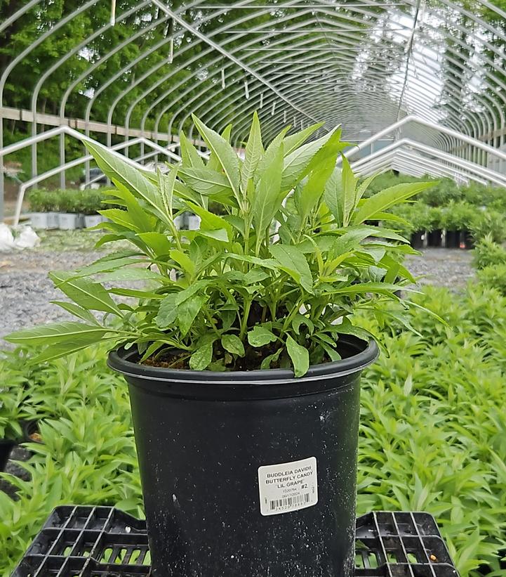 Buddleia davidii Butterfly Candy® Li'l Grape™