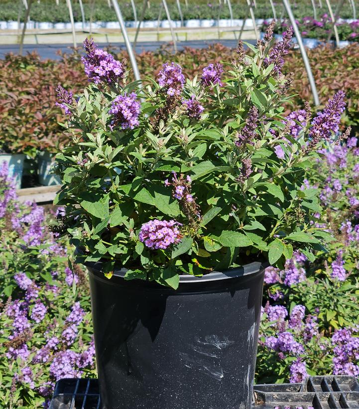 Buddleia davidii Butterfly Candy® Li'l Lavender™