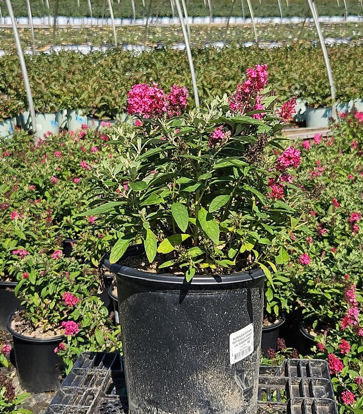 Buddleia davidii Butterfly Candy Li'l Raspberry